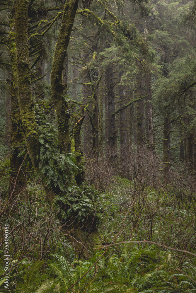 A moss covered tree in a forest