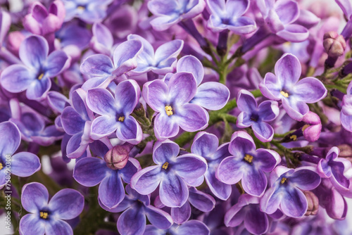close up of lilac flowers © annaia