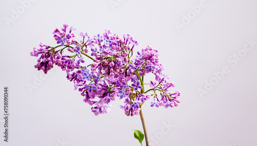 Purple lilac branch in a vase in studio