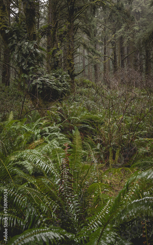 A forest with a lot of green plants and trees