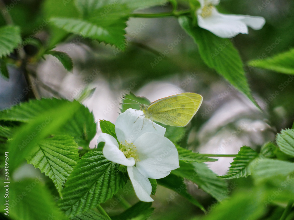Light green butterfly on a blooming with white flowers bush Light green butterfly on a blooming with white flowers bush