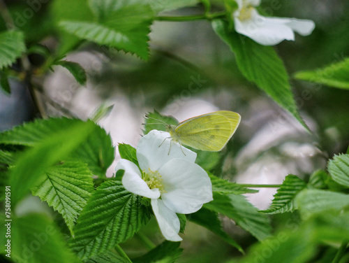 Light green butterfly on a blooming with white flowers bush