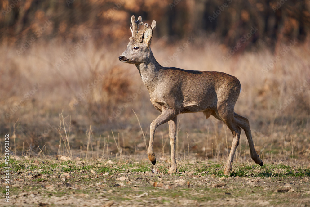 Roebuck with fluffy horns in the forest Roebuck with fluffy horns in the forest