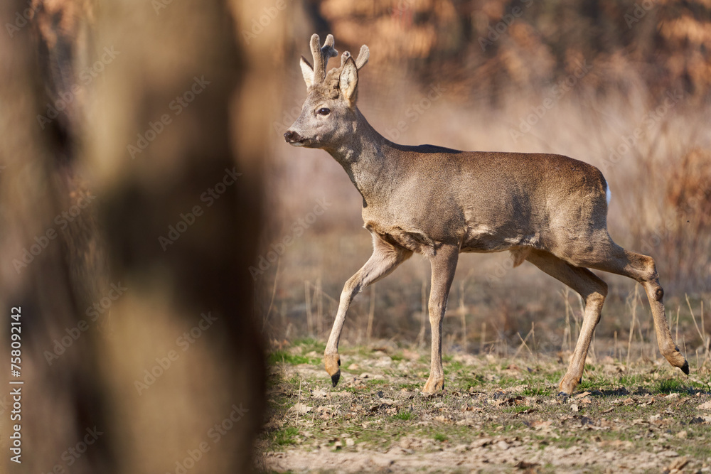 Roebuck with fluffy horns in the forest Roebuck with fluffy horns in the forest