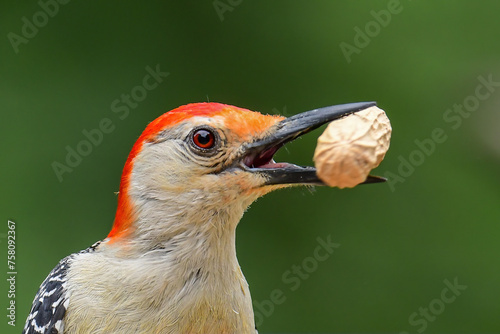 Red Bellied Woodpecker