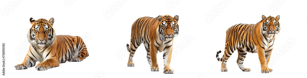 Royal tiger (P. t. corbetti) isolated on white background