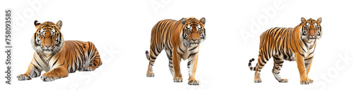 Royal tiger  P. t. corbetti  isolated on white background