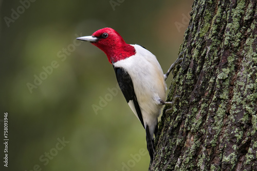Red Headed Woodpecker