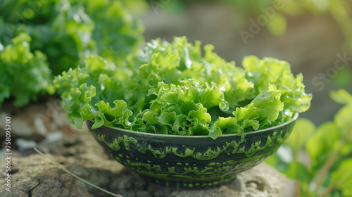 green salad in a bowl on nature close-up photo