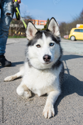 A big-eyed dog lying on the pavement. The dog is white with gray spots. Beautiful dog bitch lying in the sun. Portrait of a husky.