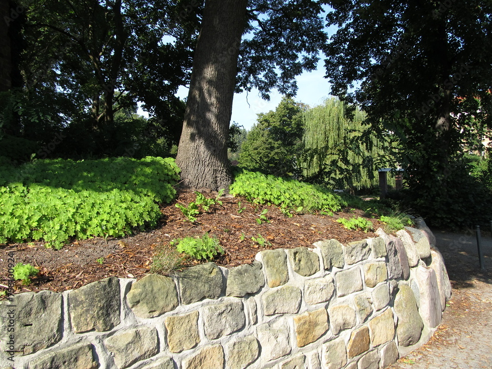 Baum auf Mauer