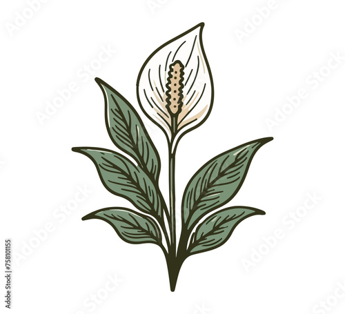 Peace Lily Flower Hand drawn vector illustration graphic