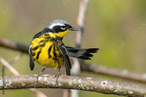 Magnolia Warbler