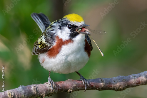 Chestnut Sided Warbler