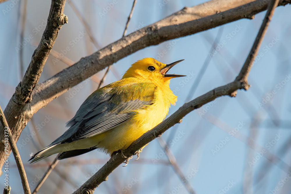 Obraz premium Prothonotary Warbler