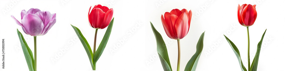 Set of four individual tulips in purple and red colors isolated on white background, with space for text, suitable for spring themes or floral designs Set of four individual tulips in purple and red colors isolated on white background, with space for text, suitable for spring themes or floral designs
