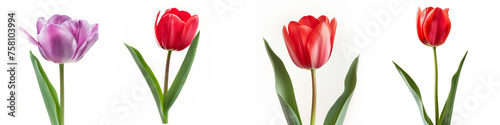 Set of four individual tulips in purple and red colors isolated on white background, with space for text, suitable for spring themes or floral designs #758103994