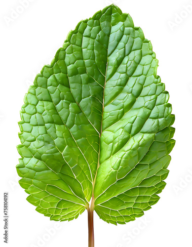 Realistic green mint leaf photo