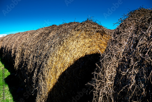 Rolos de Feno em fazenda photo