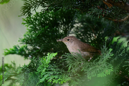 House Wren