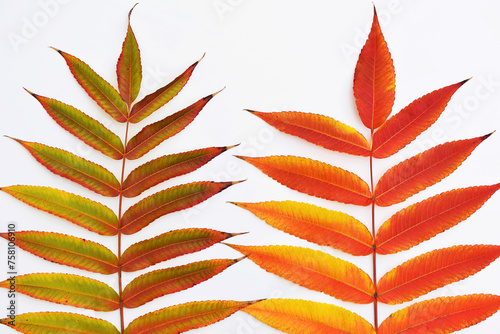 Φωτογραφία Colorful autumn leaves of staghorn sumac (Rhus typhina, syn