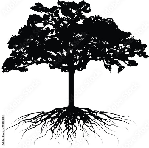 Elm tree with roots drawing.