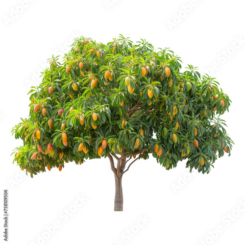 Ripe mango fruit tree on transparent background