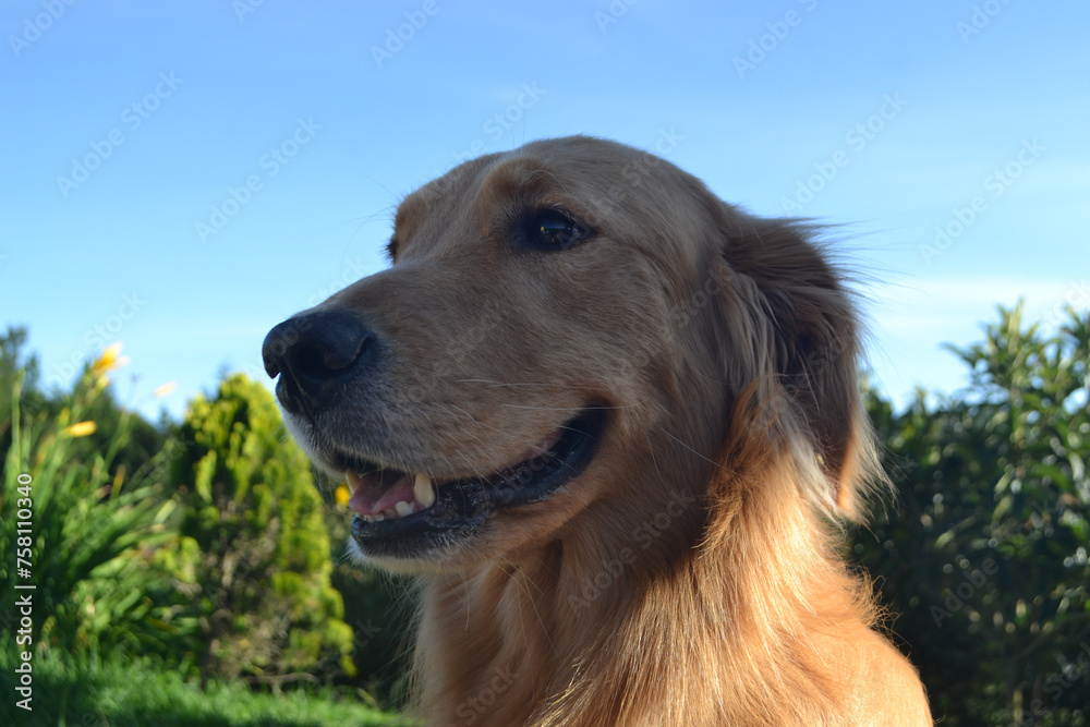 Golden retriever happy dog