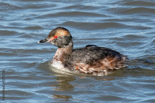 Horned Grebe