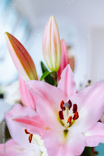 Fototapeta Naklejka Na Ścianę i Meble -  lily flower closeup pink color