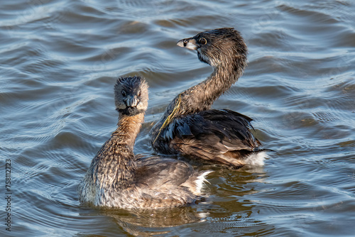 Pied Billed Grebe