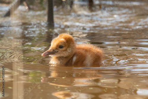 Sandhill Crane