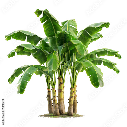 Banana tree isolated on transparent background