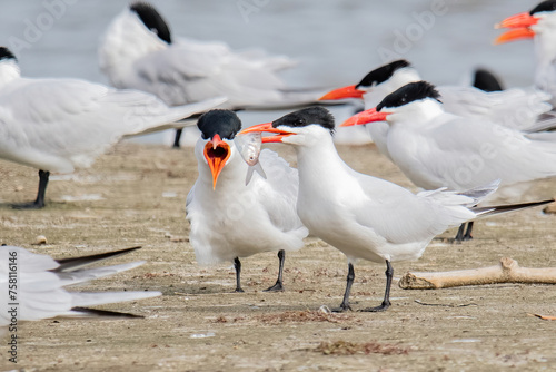 Tern
