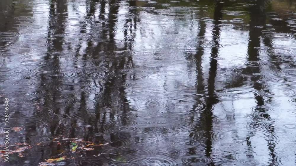 雨の日の公園の池に広がる波紋 雨の日の公園の池に広がる波紋