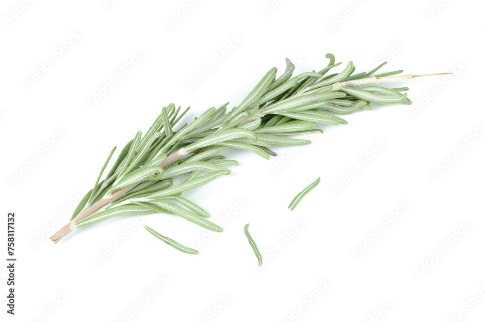 Fresh Rosemary Herb Isolated on White Background Fresh Rosemary Herb Isolated on White Background
