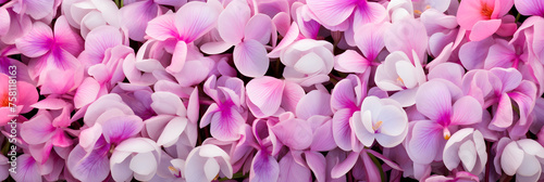 Breathtaking Visual of Vibrant Cyclamen Flowers With Intricate Heart-Shaped Leaves