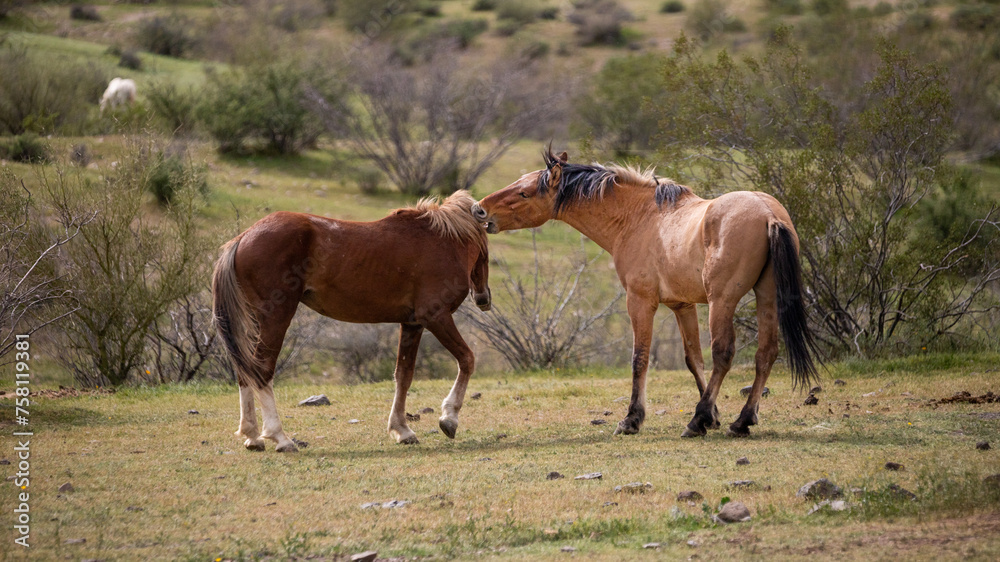 Wild horses biting while fighting in the Salt River wild horse management area near Phoenix Arizona United States Wild horses biting while fighting in the Salt River wild horse management area near Phoenix Arizona United States