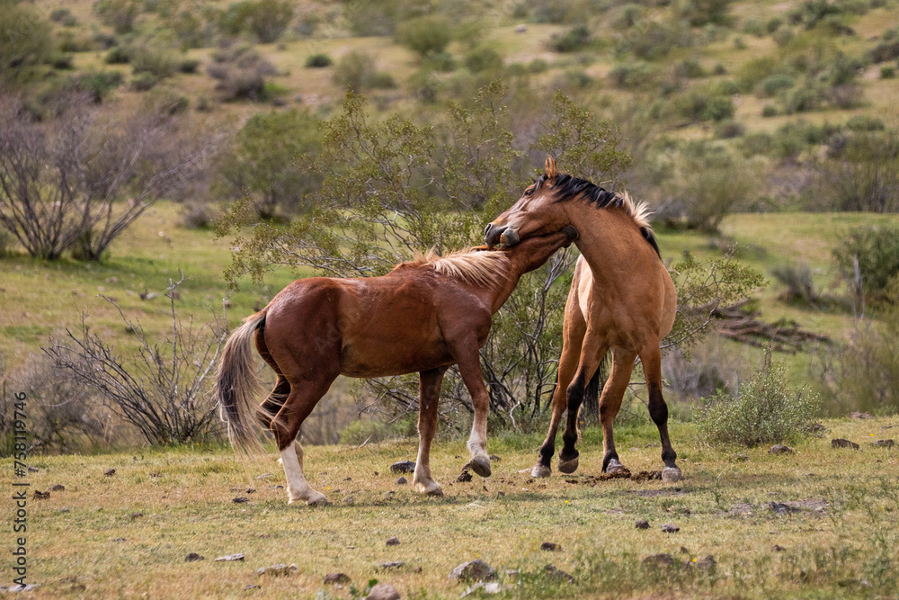 Fierce wild horse stallions biting while fighting in the Salt River wild horse management area near Scottsdale Arizona United States Fierce wild horse stallions biting while fighting in the Salt River wild horse management area near Scottsdale Arizona United States