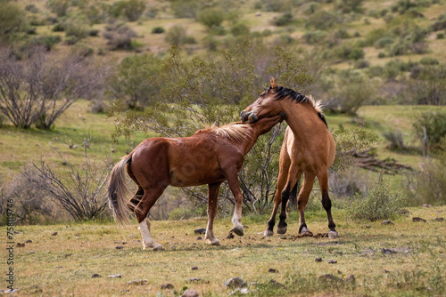 Fierce wild horse stallions biting while fighting in the Salt River wild horse management area near Scottsdale Arizona United States © htrnr