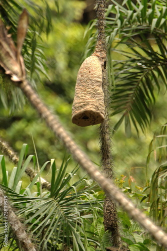 Wasp nest hanging from a palm tree in the Cuyabeno Wildlife Reserve, outside of Lago Agrio, Ecuador © Angela