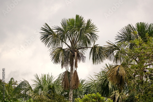Palm tree in the Cuyabeno Wildlife Reserve, outside of Lago Agrio, Ecuador © Angela