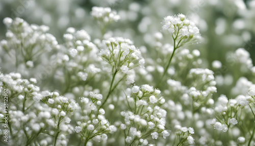 A close-up of a bouquet of gypsophila flowers with a blurred background