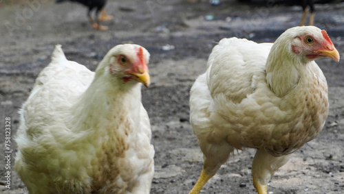 two large white feathered chickens walking around looking for food