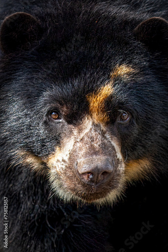 Close-up Portrait of a Black Spectacled Bear