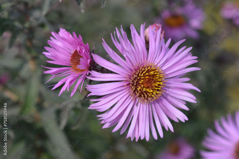 Beautiful and bright flowers of the September aster with unusual purple thin petals, blooming flowers. Beautiful and bright flowers of the September aster with unusual purple thin petals, blooming flowers.