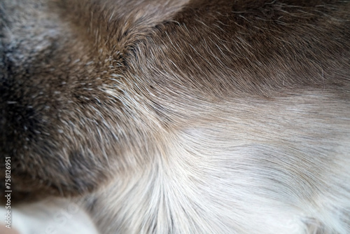 Closeup of soft fur pelt