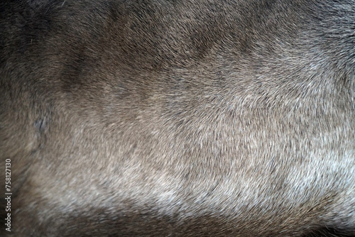 Картината върху платно Closeup of soft fur pelt