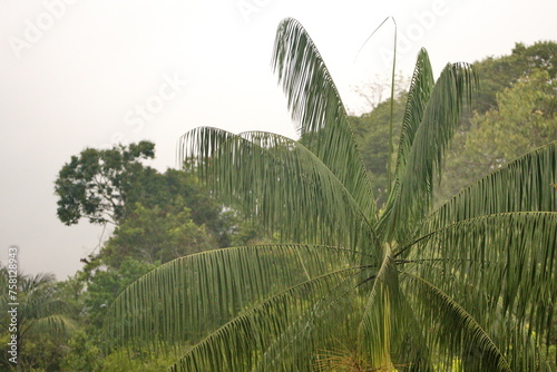Palm tree in the jungle in the Cuyabeno Wildlife Reserve, outside of Lago Agrio, Ecuador © Angela