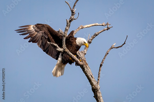 Bald Eagle